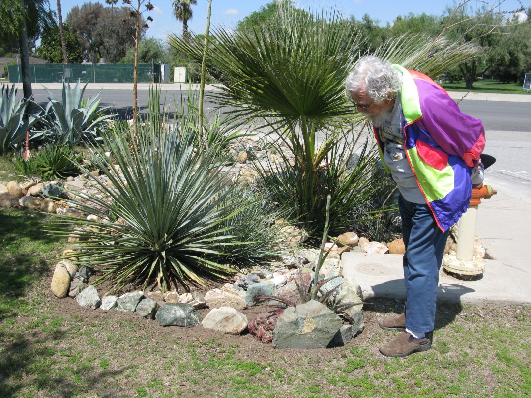 Green rock corner with Manfreda macukata bloomstalk starting