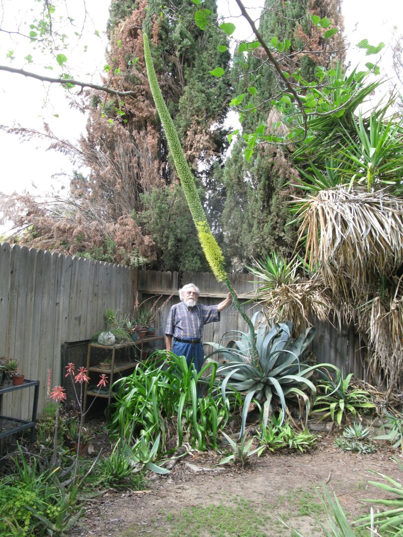 Octopus Agave”- Agave vilmoriniana