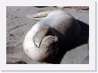 elephant_seal * 800 x 565 * (57KB)