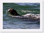 elephant_seal2 * 800 x 575 * (53KB)