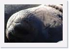 elephant_seal4 * 800 x 533 * (44KB)