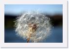 dandelion * 800 x 533 * (49KB)