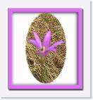 effie_wildflower * 740 x 800 * (108KB)