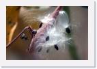 milkweed * 800 x 533 * (35KB)