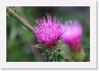 thistle * 800 x 533 * (37KB)