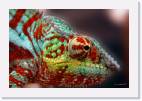 panther_chameleon * 800 x 533 * (59KB)