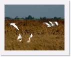 egrets * 800 x 614 * (71KB)
